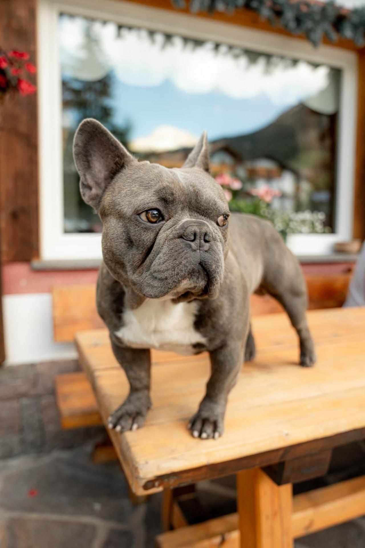 Garni Letizia Bed & Breakfast กัมปีเตลโลดีฟัสซา ภายนอก รูปภาพ
